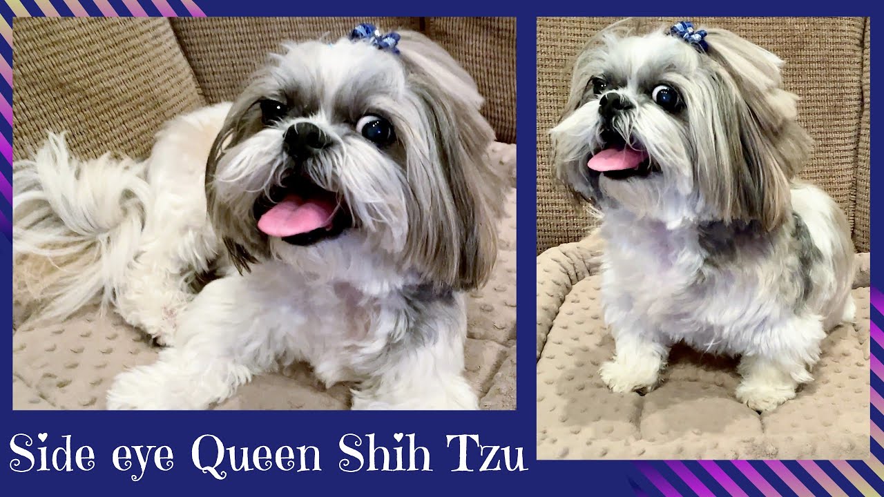 Lacey the Queen 👑 of side eye 👀 Shih Tzu dog digging frenzy 🤪🐾🤣 YouTube