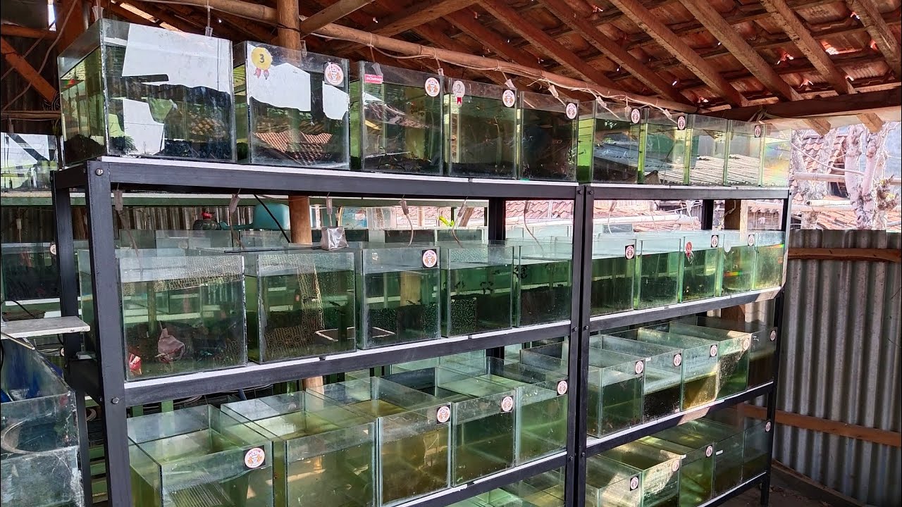 Cara mudah berternak ikan Guppy 