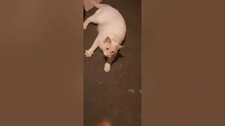my cat