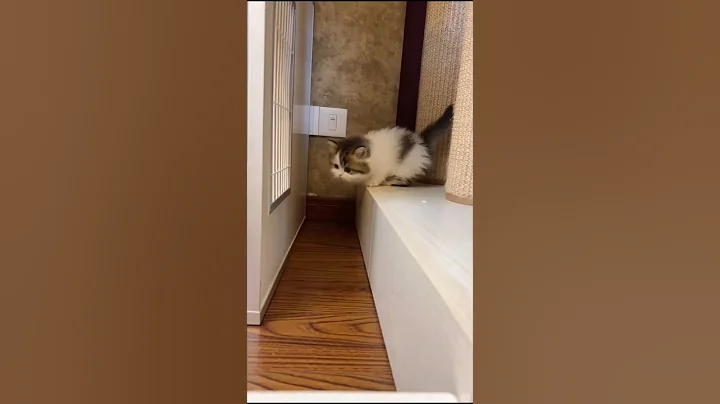 Video 7896631: funny cat jump fail
