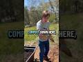 Compost City!#compost #tomatoesoftiktok #localfood