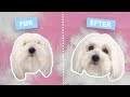 Hundeklippe Guide: Hvordan du selv klipper din hund (DIY dog haircut)