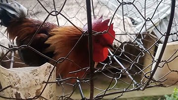 Saib qaib qus qua zoo nawb