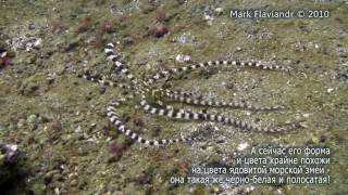 b_l_2010_mmc_octps_flav.mp4