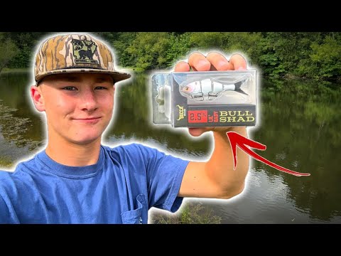 Is This Micro SwimBait Any Good? (2.5in Bull Shad)