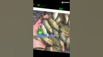 trại cá giống Bình Thuận chuyên cung cấp các loại cá giống nước ngọt LH 0372076731 gặp Sơn tư vấn ạ