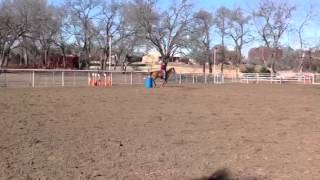 Dun w/ Blk Points Quarter Horse Gelding for Sale