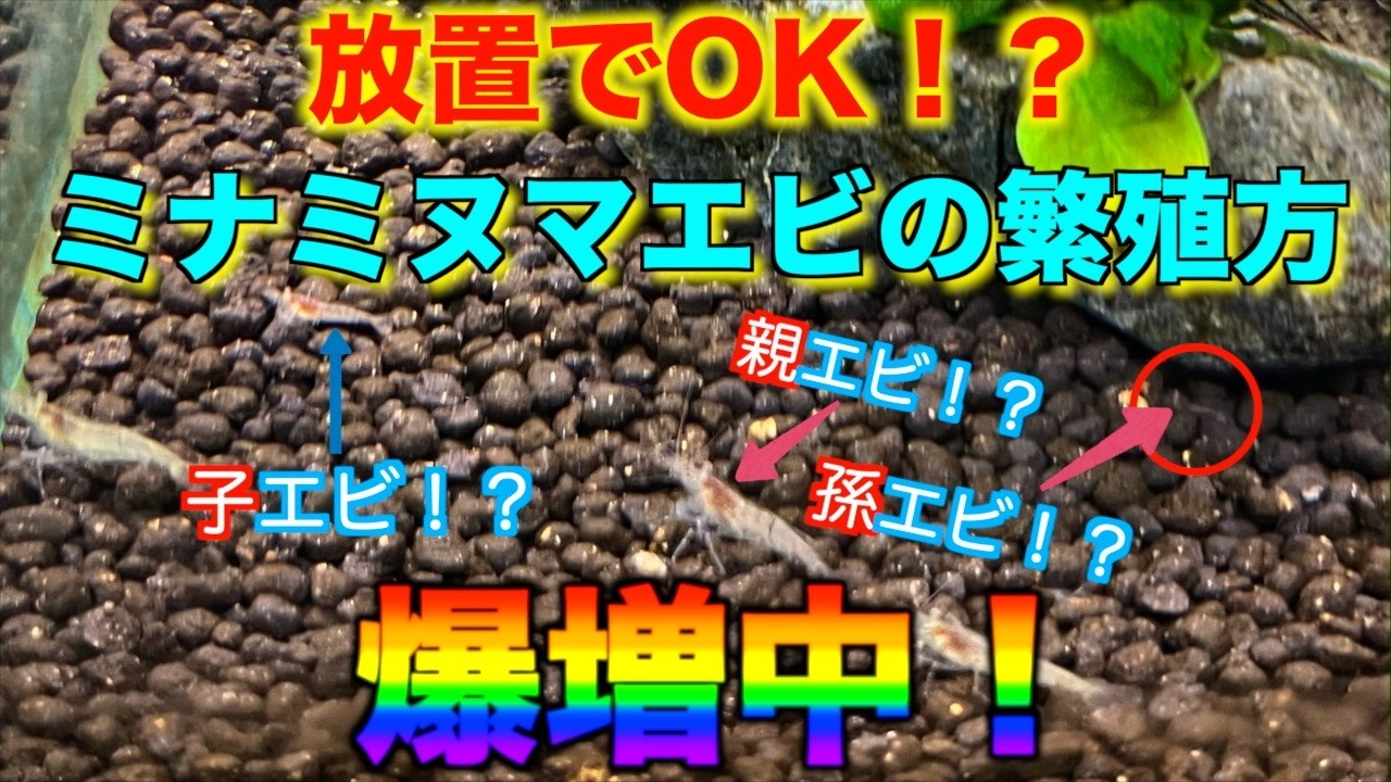 【繁殖】抱卵ラッシュ！ミナミヌマエビの繁殖方法を徹底解説！！