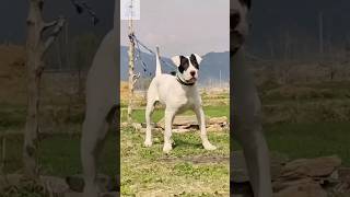 Which Breed Is This ?