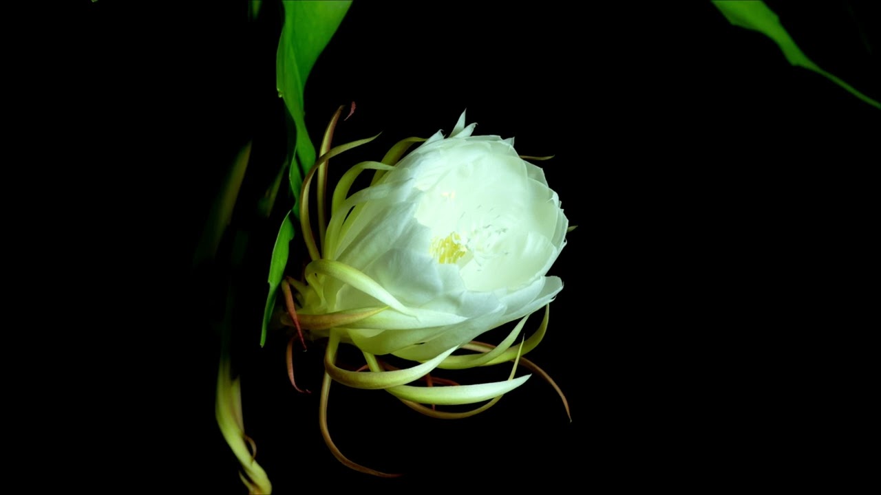 Flowers time laps|4k|HDR|