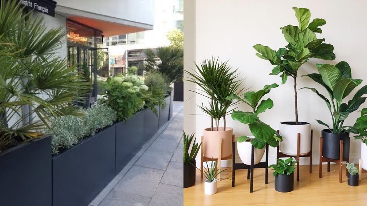 Beautiful Outdoor And Indoor Plants Ideas