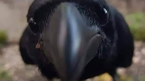 My Part In Ocular Fantasy (By @rukohi)