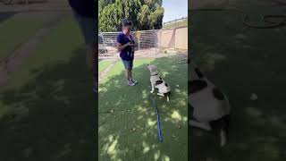 Meet Abe A Terrier American Pit Bull Currently Available For Adoption 4252020 60143 Pm