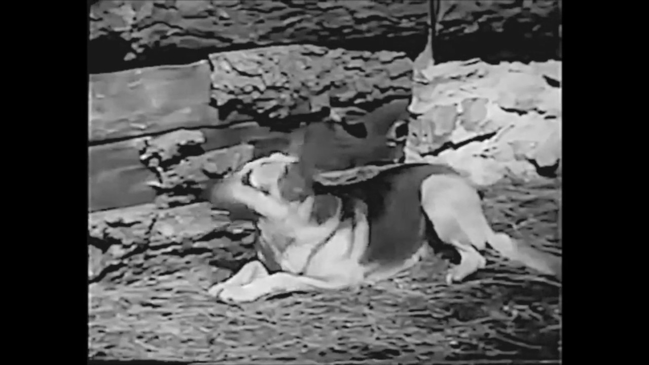 Caryl of the Mountains