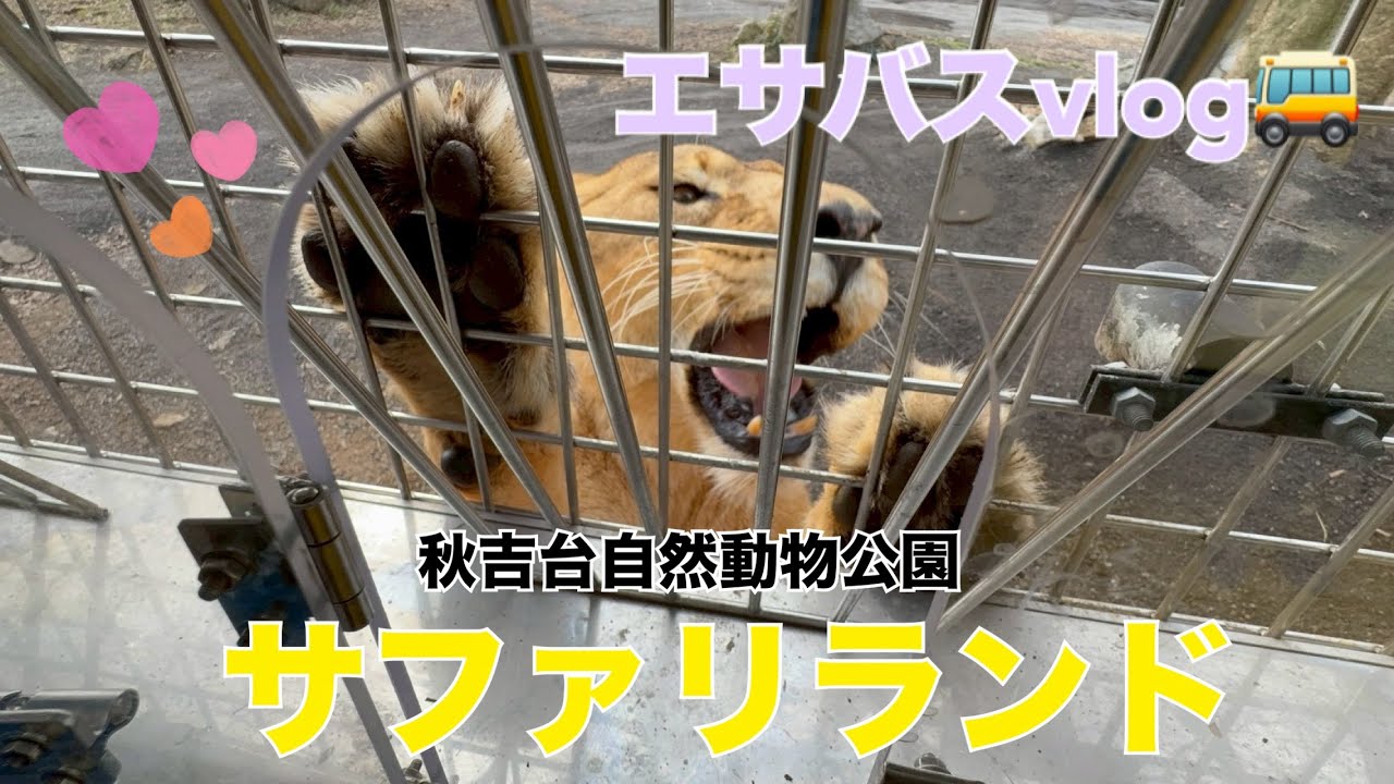 秋吉台自然動物公園サファリランド🦁~エサバス体験vlog編~