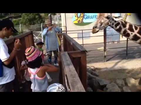 白浜アドベンチャーワールド 7月29日 2014