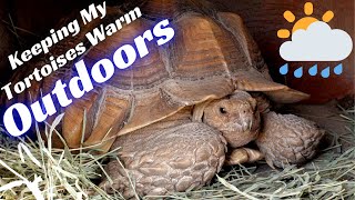 Keeping My Sulcata Tortoises Warm Outdoors In Cold Weather! This Is STRESSFUL