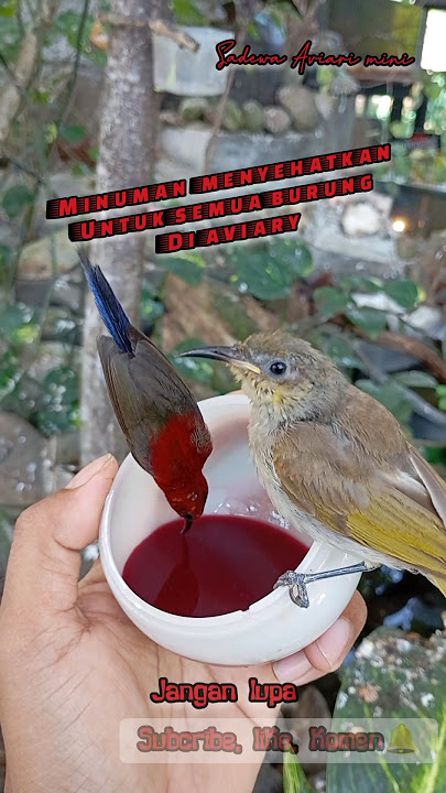 😍Minuman Menyehatkan untuk semua burung di aviary mini ❗ #sadewaaviarimini #burungjinakdiaviary