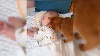 Cute Cat Videos Viral Cats Funny Cats The Cat Lounge 15