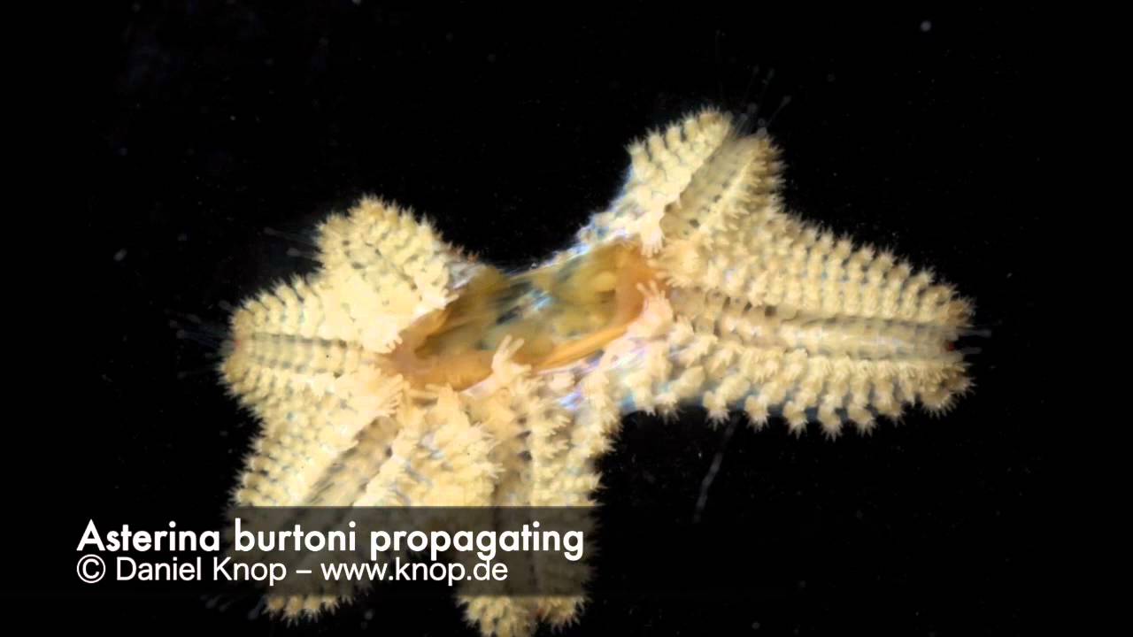 Asterina propagates