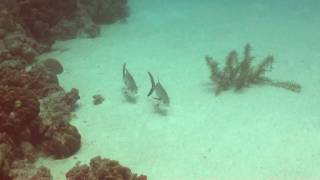 Permits in Bonaire [HD]