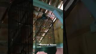 Download Lagu Pancingan Pijantung Pisang #shorts #pijantungpisanggacor #pijantung MP3