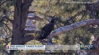 2nd eaglet takes flight