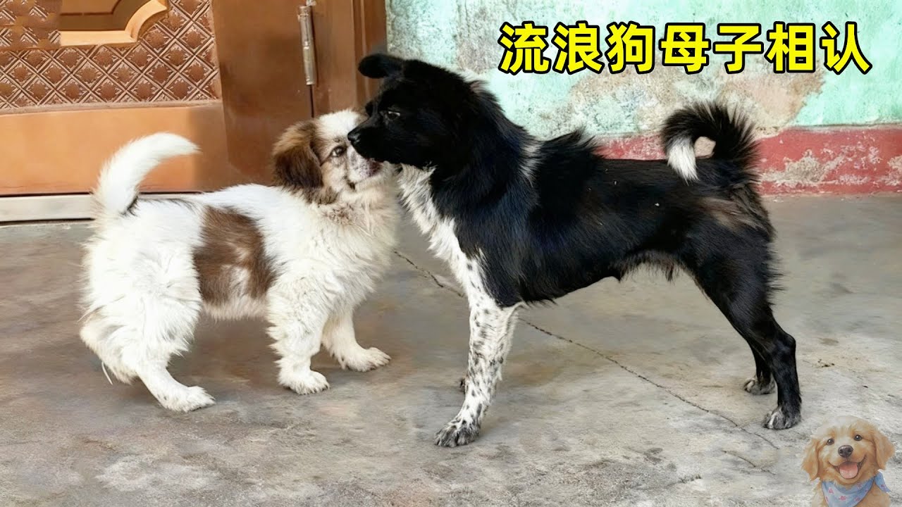 流浪小狗大胆的乞求路人收养，最终它打动了心软的神，还回到了狗妈妈身边