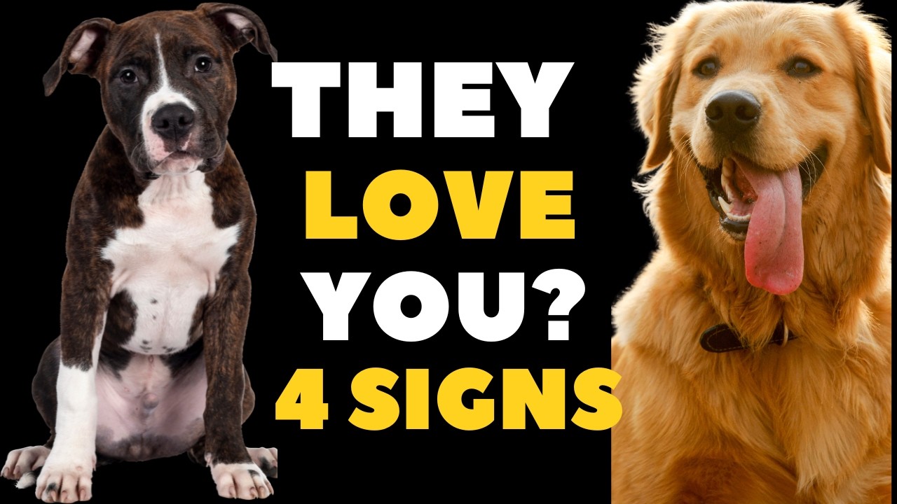 4 Signs your dog love you more than anyone else - YouTube