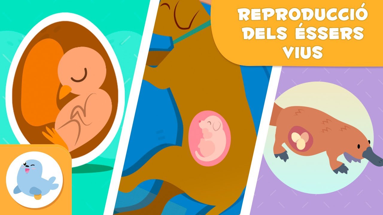 REPRODUCCIÓ dels ANIMALS 🐶🐦 SEXUAL I ASEXUAL 🥚🤰🏻 OVÍPARS, VIVÍPARS I OVOVIVÍPARS