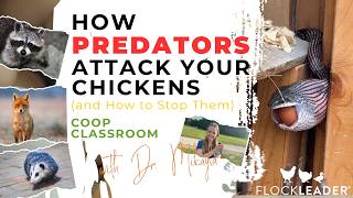 How Predators Attack Your Chickens (and How to Stop Them)