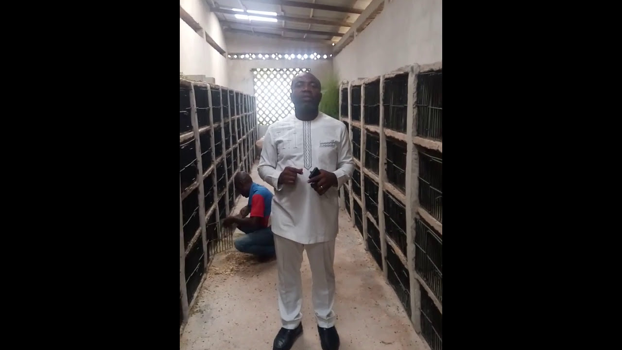 Grasscutter farming In Nigeria (Jovana Farms 08033262808) www