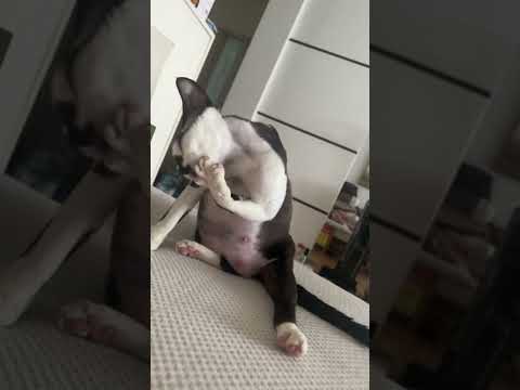 一天到晚就知道吃的猫长什么样 #德文卷毛猫 可爱到爆炸💥