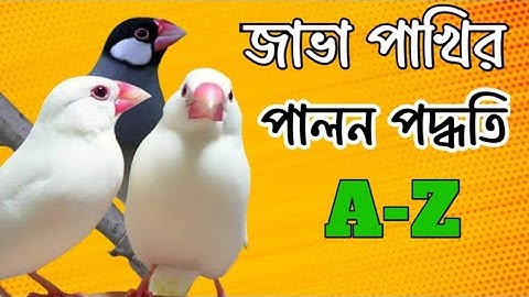 জাভা পাখির দাম পালন পদ্ধতি ও ফুল সেটআপ ২০২৫। Java birds price,full set-up A-Z 2025. Pakhi palon.