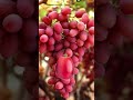 Grapes viral viral shortsatisfyingfarm fruit