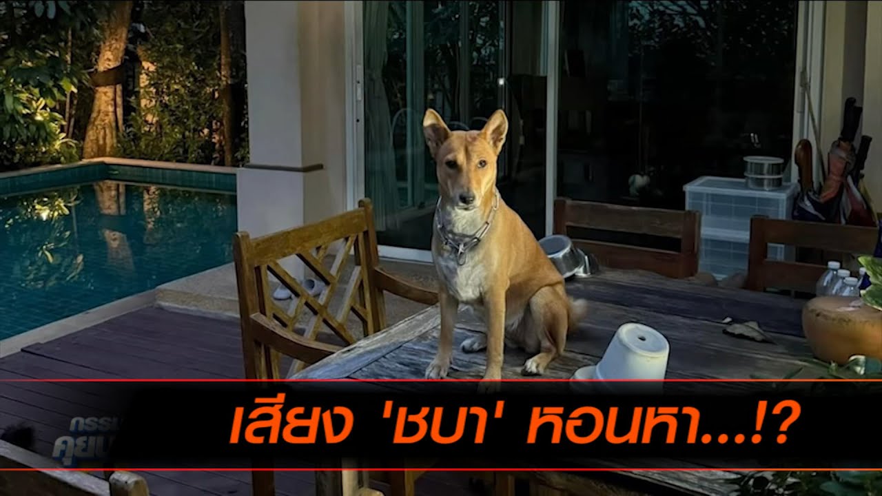 เสียง 'ชบา' หอนหา...!?