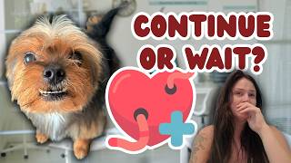 We Had to Make a Difficult Decision | Heartworm Treatment Month 3