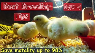 Day Old Chicken Brooding Tips | Save Motality upto 98% | Brooding 1,020 Ckicks Easily!