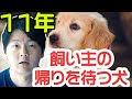 11年間同じ場所で飼い主を待ち続けた犬の話が泣ける【海外ニュース3本】#39