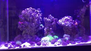 29 Gallon Saltwater Aquarium Setup
