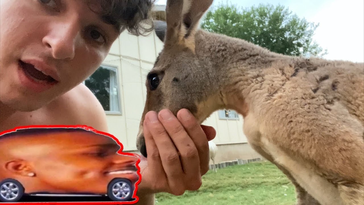 Living with a Kangaroo Named Doorknob (Dababy Update)