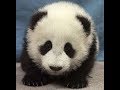 【シャンシャン可愛い動画まとめ】いっぱい食べて、いっぱい遊ぼ💕 Eat well and play well【パンダ赤ちゃんチャンネル】