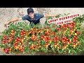How To Grow Tomatoes All Year Round Without Much Soil? The Secret Is Here!