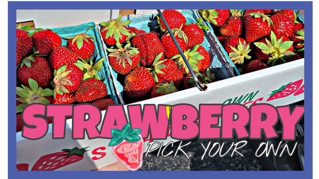 Doran's Farm Market Pick your own Strawberry experience New Albany