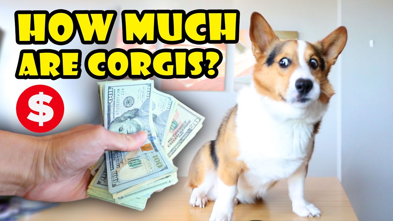 How Expensive Is It to Own A Corgi?