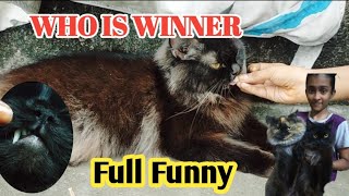 இரண்டு பூனைக்கும் சண்டை எதுக்குன்னு நீங்களே பாருங்க?? | Yasmin talks | cute cat funny by Yasmin Talks 75 views 3 months ago 4 minutes, 1 second