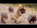 Top 10 Animals Can’t TAKE DOWN PORCUPINE Too Danger  Porcupine vs Lion, Python, Leopard, Impala