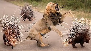 Top 10 Animals Can’t Take Down Porcupine Too Danger  Porcupine Vs Lion, Python, Leopard, Impala