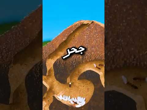ماذا يوجد داخل جحر النمل 