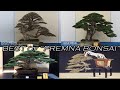 Best premna bonsai aka argao abgao   the living art